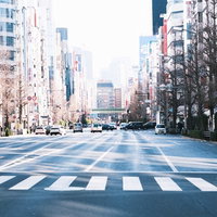 街路樹の影が長く伸びる車道と横断歩道の写真