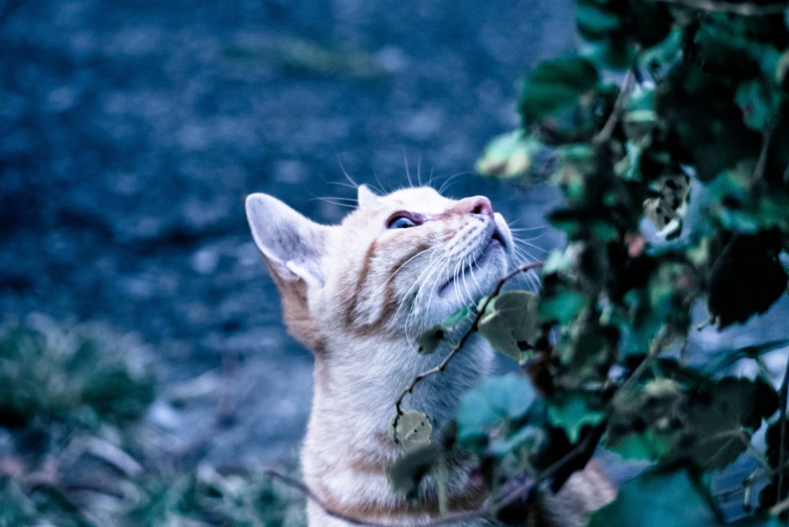 上を向いて空を見つめるキジトラ模様の野良猫