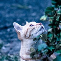 上を向く野良猫の写真