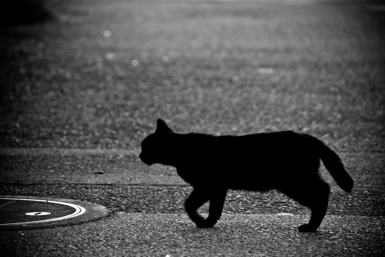 道路を横切る黒猫のモノクロ写真