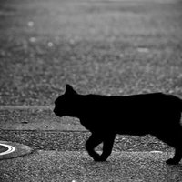 道路を横切る黒猫のモノクロの写真