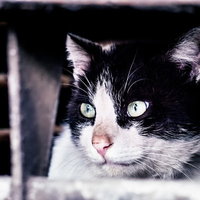 猫「すべて計画通り」の写真