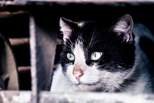 猫「すべて計画通り」