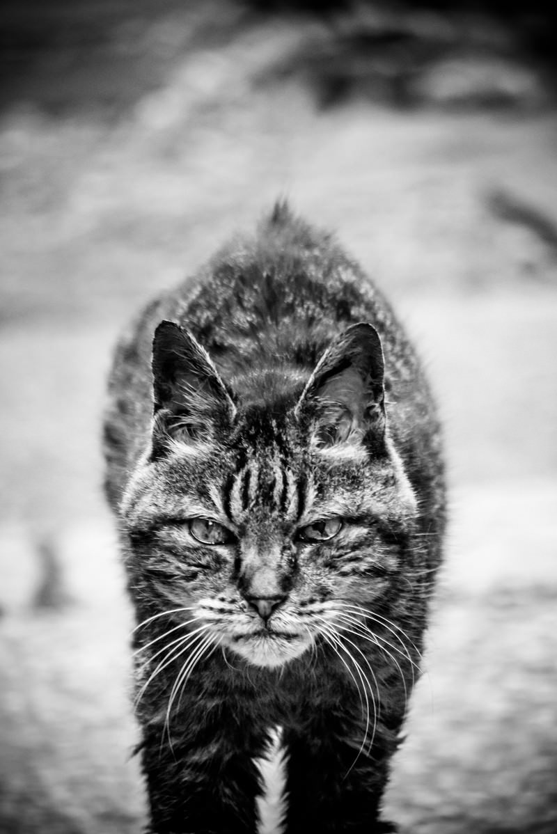 正面を向いて見つめるキジトラ猫の白黒写真