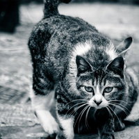 助走をつけて飛びかかる軽い身のこなしの猫の写真