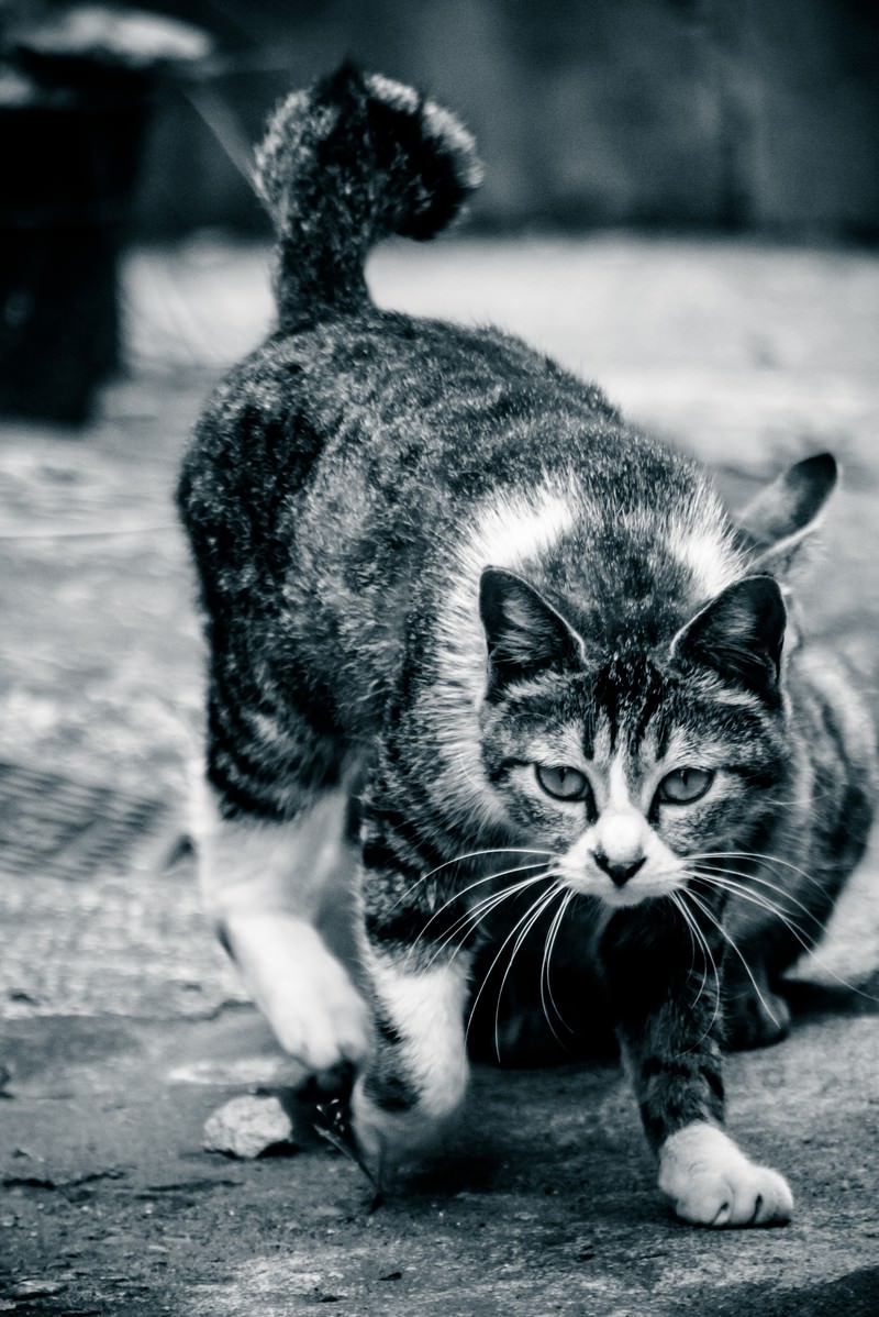 助走をつけて飛びかかるキジトラの猫が地面を蹴る瞬間