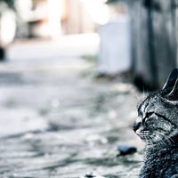 路上でぼっち猫の写真