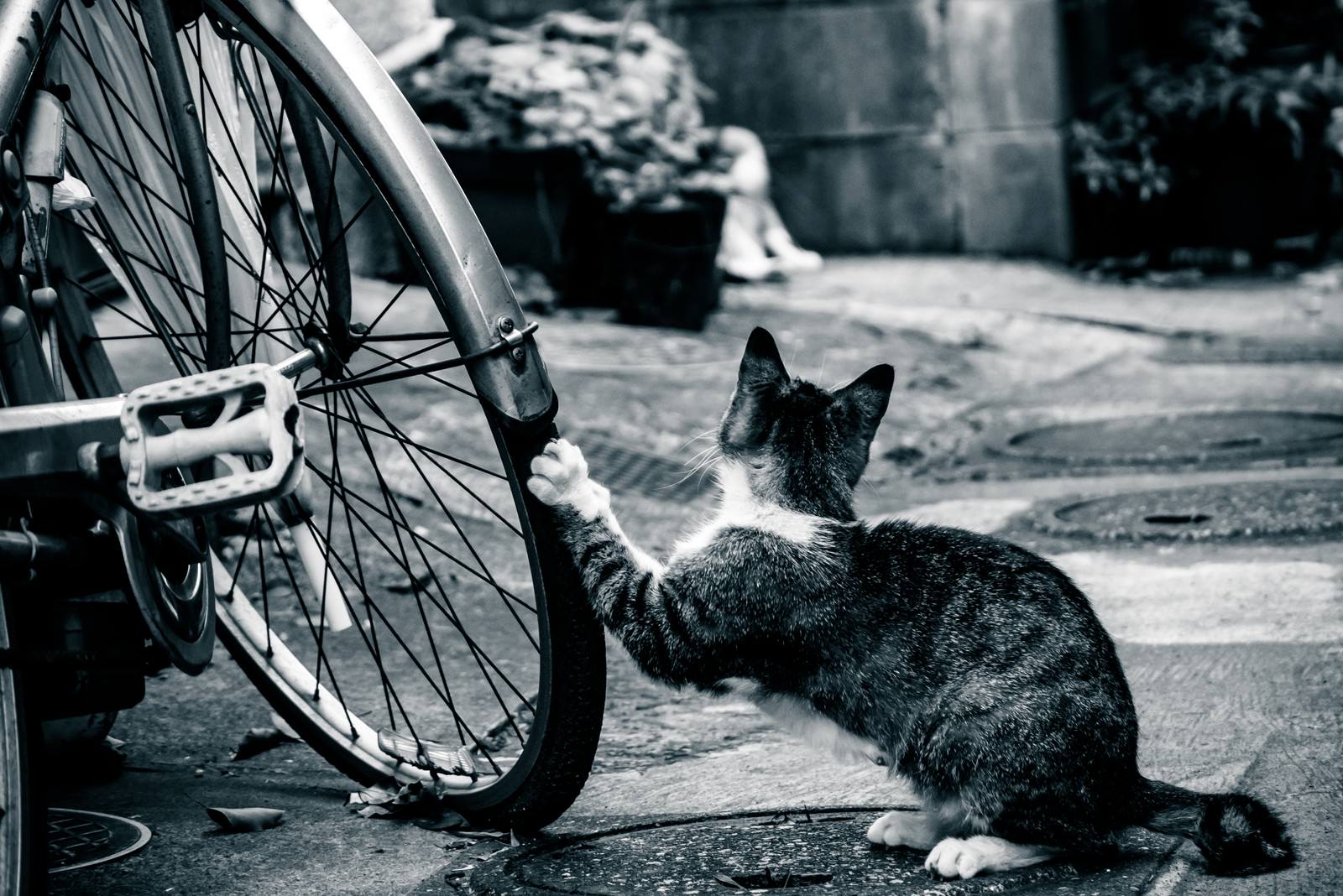 自転車のタイヤに爪をかける白黒の野良猫