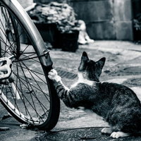 俺の自転車がパンクした理由は野良猫のいたずらの写真