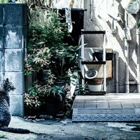 下町の路地裏で日向ぼっこする野良猫の日常風景の写真