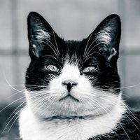 意識の低いデブ猫、正面からの凛とした表情の写真