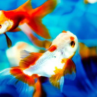 艷やかな金魚が泳ぐ水槽の観賞魚たちの優雅な姿の写真