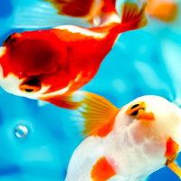 水面に顔を出す赤と白の金魚が優雅に泳ぐ様子の写真