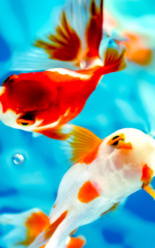 水面に顔を出す赤と白の金魚が優雅に泳ぐ様子