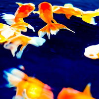 紺色の水槽で優雅に泳ぐ赤と白の金魚たちのの写真