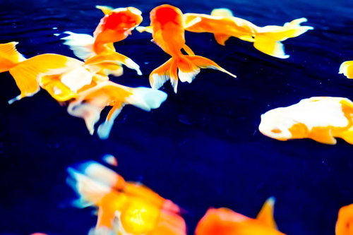 紺色の水槽で優雅に泳ぐ赤と白の金魚たちの