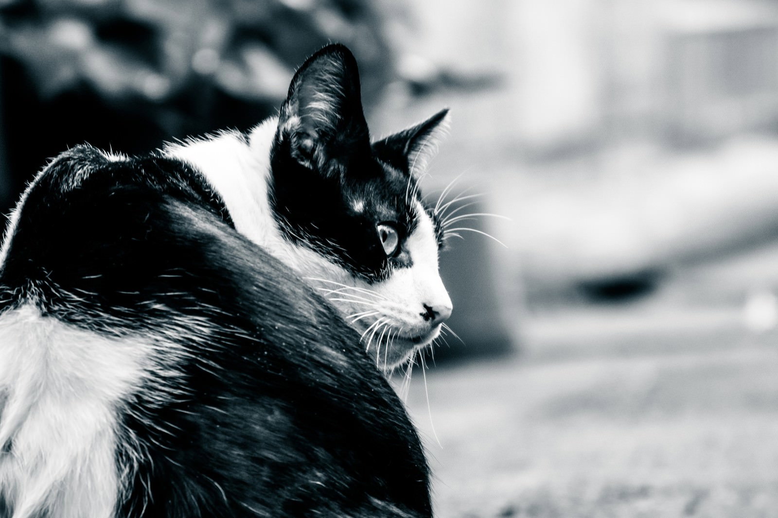 横顔が鋭い白黒ハチワレ猫のアップ