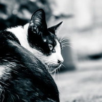 ブチネコ激おこの横顔アップの写真