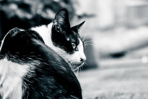 ブチネコ激おこの横顔アップ