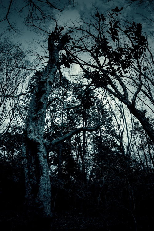 不気味な雑木林の樹々 暗い枯れ枝と落ち葉が広がる恐怖の背景