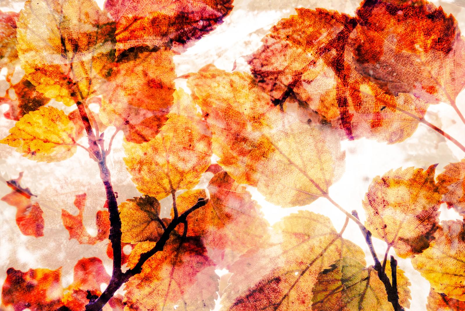 秋の紅葉と黄葉を重ねたフォトモンタージュ。赤い葉と黄色い葉が光に透け、樹枝のシルエットが見える。