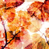 記憶の紅葉（秋の黄葉とフォトモンタージュ）の写真