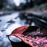 雨上がりの水たまりに浮かぶ落ち葉と流木の秋風情の写真