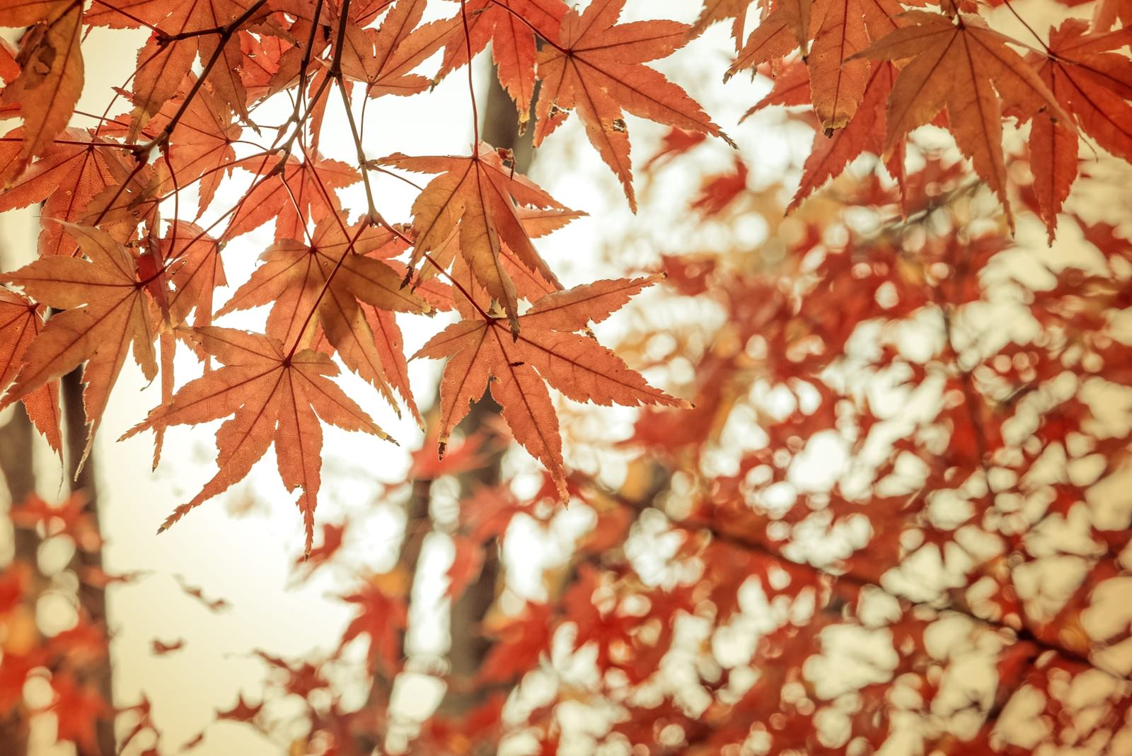 秋に色づいた赤いもみじの紅葉と、背景の黄色い葉が重なる日本の秋の風景
