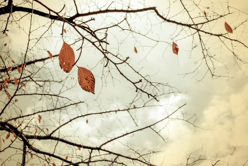 冬を迎える枝に残る落ち葉、薄曇りの空を背景にした風景