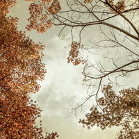 曇り空を背景にした紅葉ともみじの景色の写真