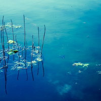 青い水面に浮かぶ水草と小魚が泳ぐ池の風景の写真