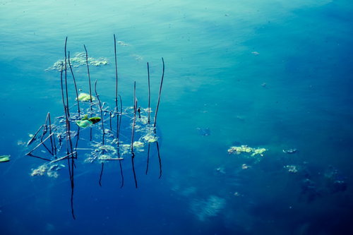 青い水面に浮かぶ水草と小魚が泳ぐ池の風景