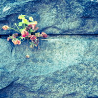 護岸のコンクリート壁から生える草花と野花の写真