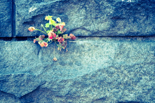 護岸のコンクリート壁から生える草花と野花