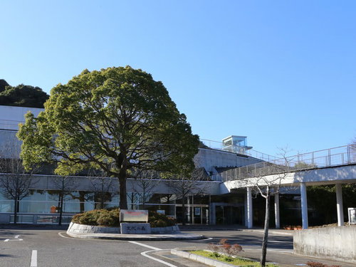 時津町のとぎつカナリーホール外観と大木、青空の下のモダン建築