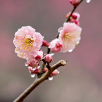 雨粒が花びらに残るピンクの梅の花の写真