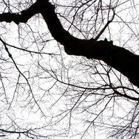 明るい空を背景に枝を広げる葉のない不気味な木の写真