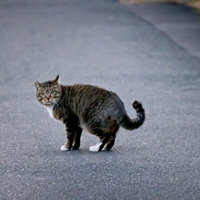 アスファルトの道路でこちらを振り返る縞模様のヌコの写真