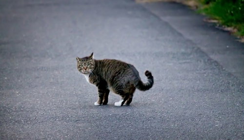 アスファルトの道路でこちらを振り返る縞模様のヌコ