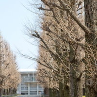 冬の青空の下に続く葉が落ちた慶応の銀杏並木道の写真