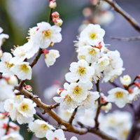 枝いっぱいに花開く満開の梅の花の写真