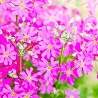 緑の中にひっそり咲く小ぶりなピンクのお花の写真