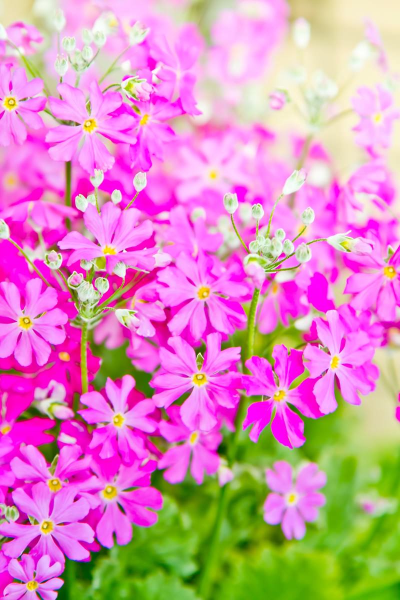 緑に咲く小ぶりなピンクの花