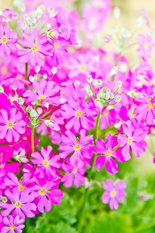 緑の中にひっそり咲く小ぶりなピンクのお花