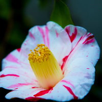 ピンクと赤の縦線模様が入った白い椿の花の写真