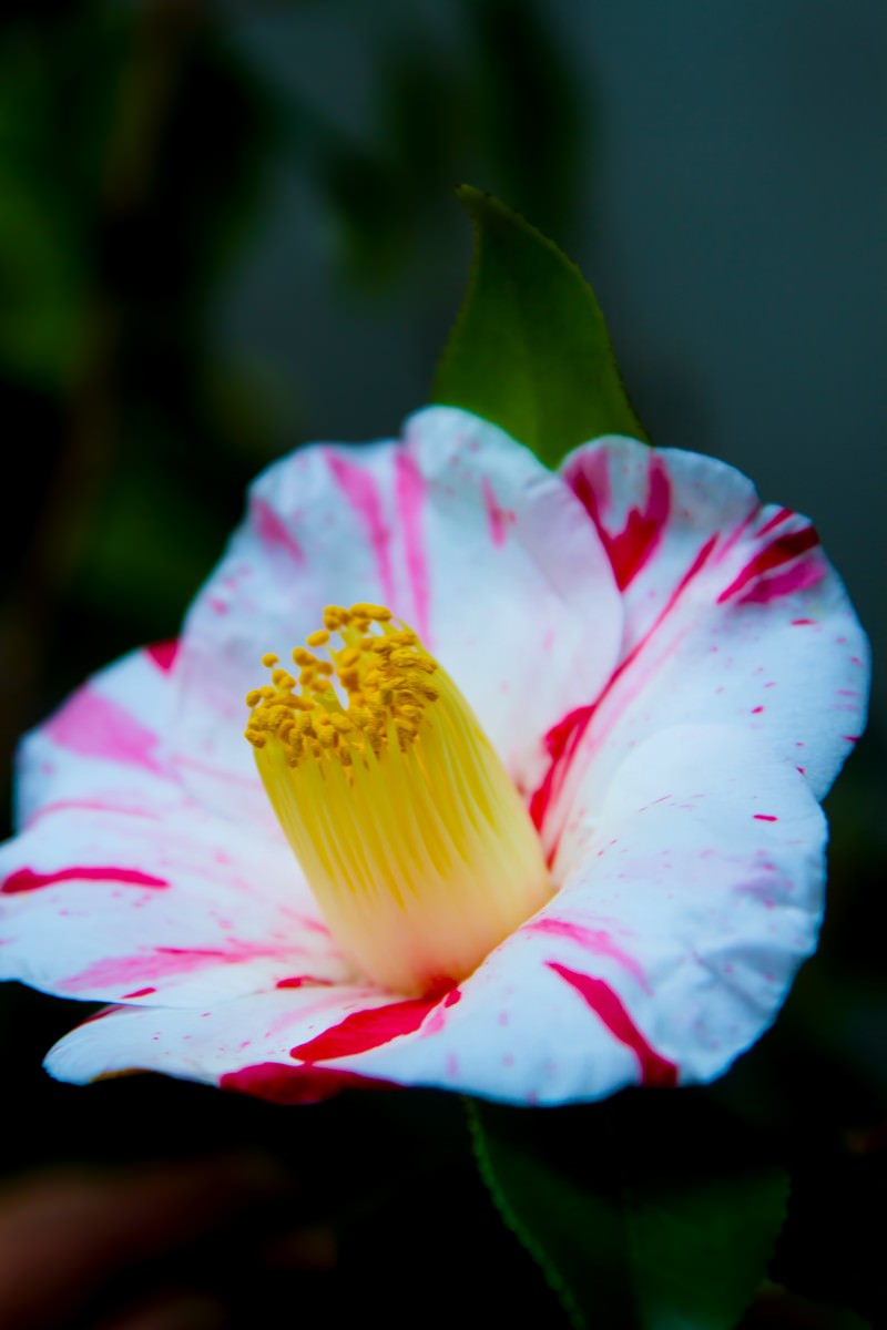 ピンクの線が入った白い椿の花