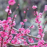 雨の日に咲くピンクの梅の花（早春）の写真