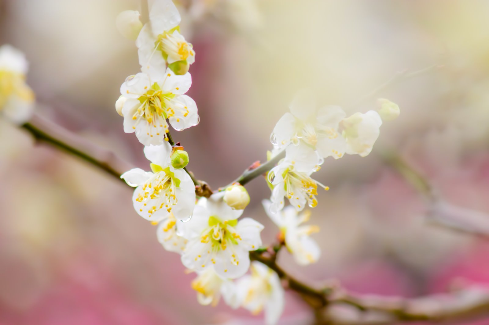 ぼけた光の中に咲く梅の花