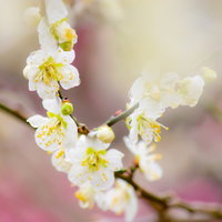 ぼけた光の中に浮かぶ柔らかな雰囲気の梅の花の写真