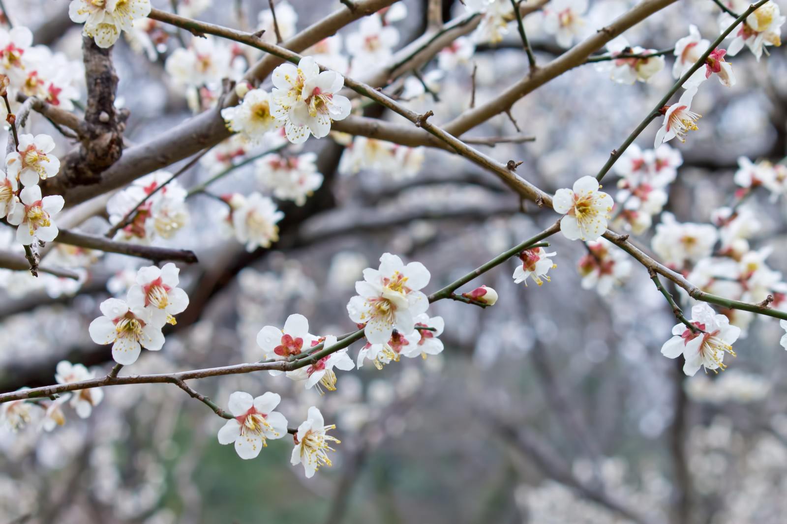 青空に咲き誇るピンクの梅の花